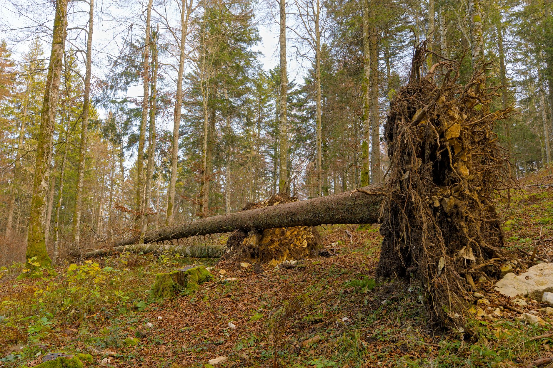 Enlèvement arbre urgence Montgeron